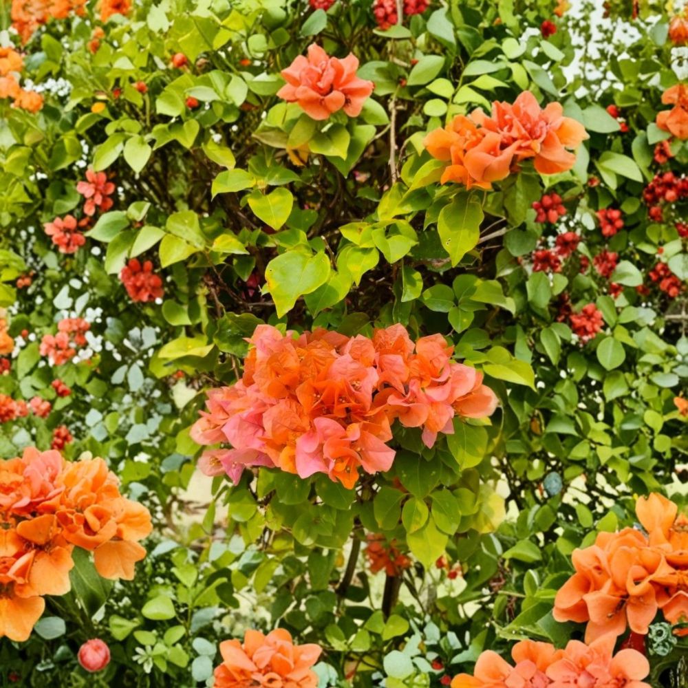 Set of 3 Sundown Orange Bougainvillea Live Plants – 4–6 Inches Tall | Ships Rooted in Soil (No Pot) | Tropical Flowering Vine | Easy to Grow