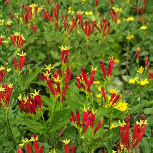 Indian Pink – Spigelia marilandica Bare Root Live Plant | Hardy Perennial Wildflower | Hummingbird & Pollinator Friendly | Shade Garden Favorite