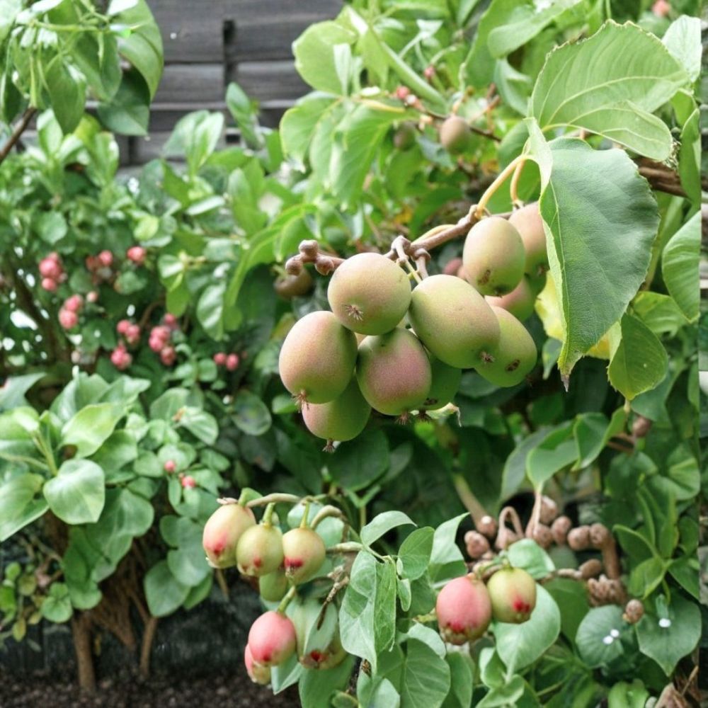 Anna Kiwi Live Rooted Starter Plant | Female Hardy Kiwi Vine | Actinidia arguta 'Anna' | Zones 4–9 | Fruiting Vine Starter | Easy to Grow