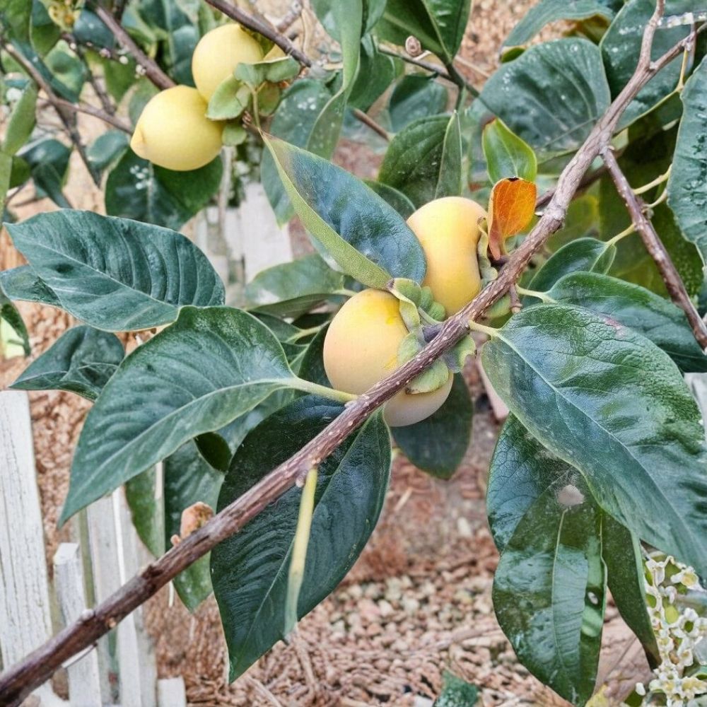 Tam-O-Pan Persimmon Tree – Diospyros kaki Live Fruit Tree | 4–6 Feet Tall | Self-Fertile Persimmon | Large Sweet Fruit | Easy to Grow