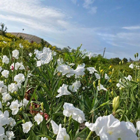 White Mexican Petunia – Ruellia Live Plant | 3–4 Inches Tall | White Blooms | Ships Without Pot | Flowering Perennial | Pollinator Garden Plant