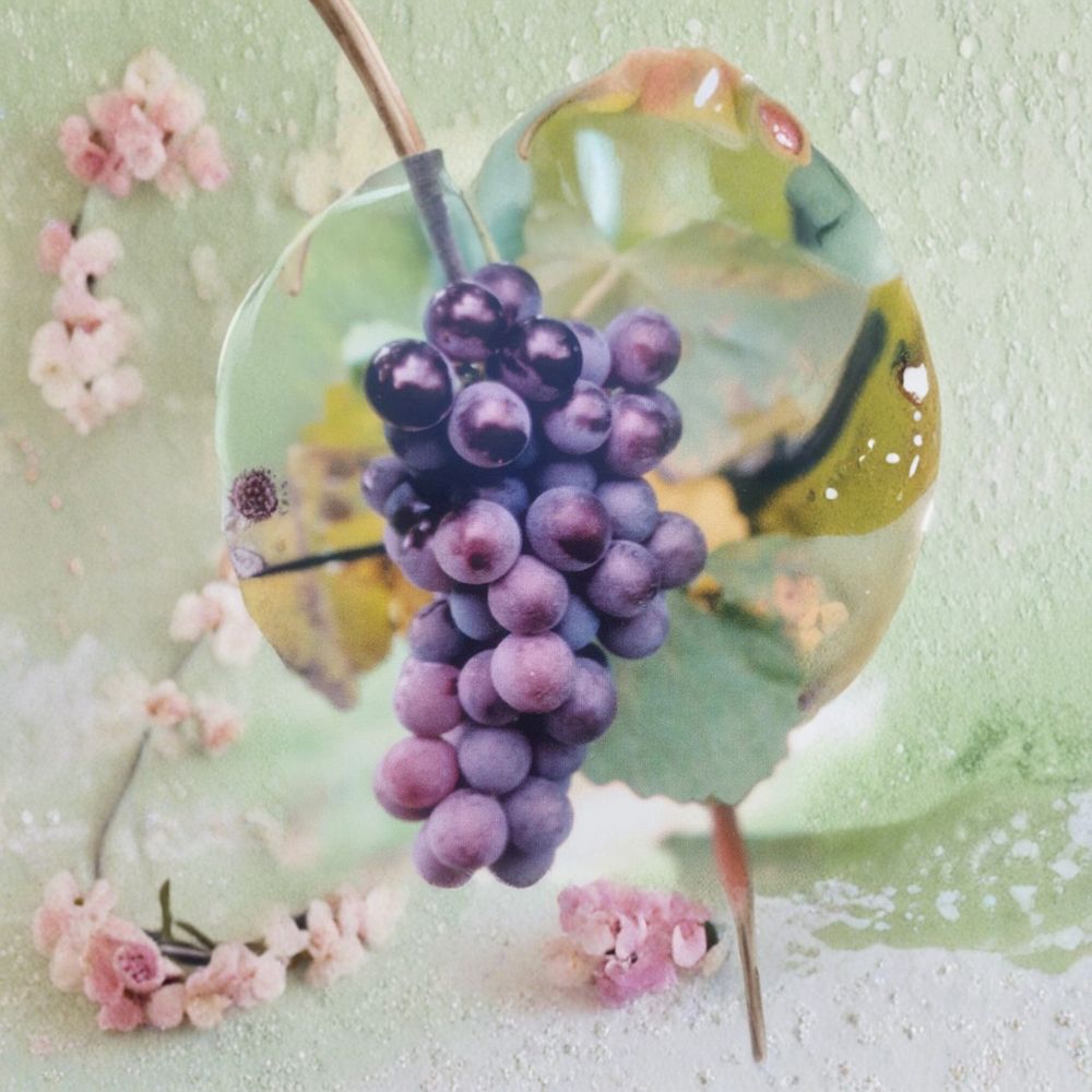 Champanel Grape Vine – Vitis spp. Live Plant | 1 Gallon Size | Sweet Fruit Producing Vine | Includes Root Ball | Vineyard & Garden Friendly | Easy to Grow