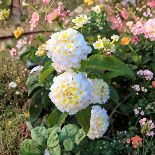 2 Live Trailing White Lantana Plants – 4–6 Inches Tall | Ships Without Pot | White Flowering Groundcover | Pollinator Friendly | Patio & Garden Plant