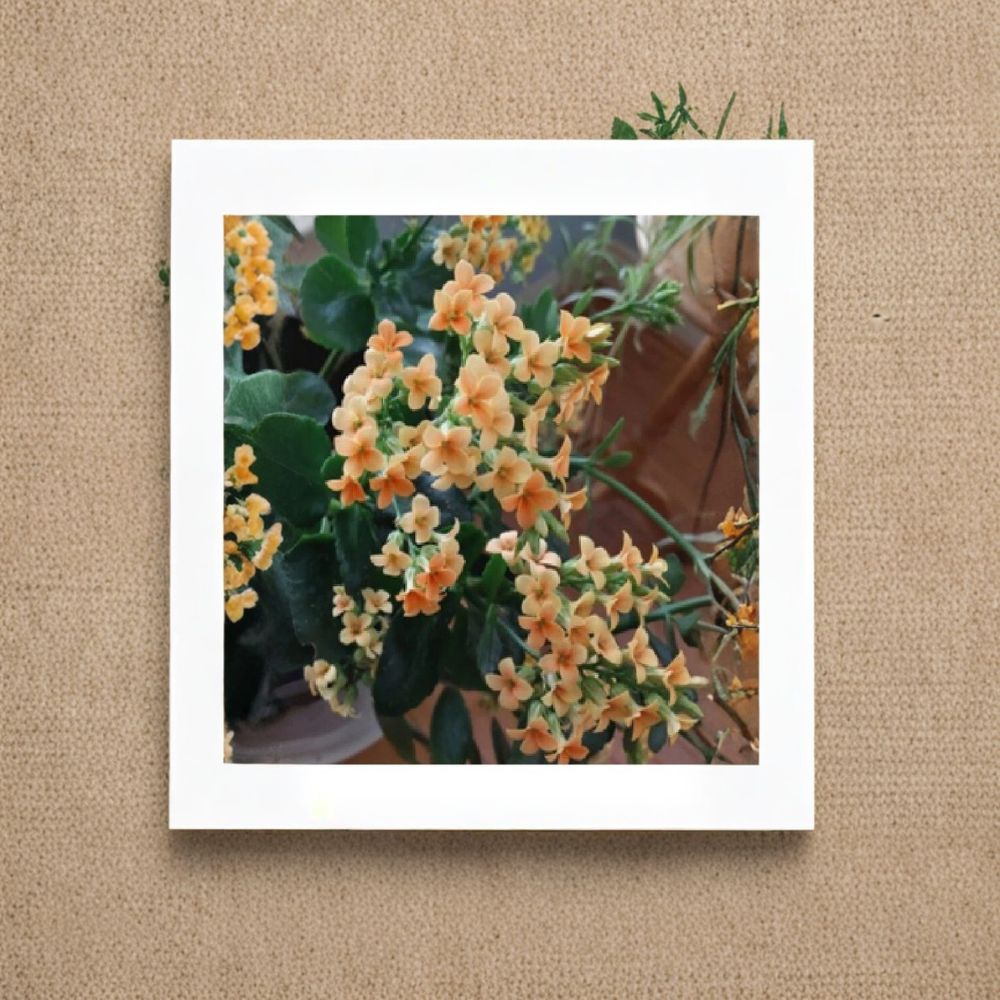 Large Flaming Katy Live Plant | Kalanchoe Blossfeldiana | Well-Rooted Succulent | Semi Bare Root | Colorful Blooming Houseplant | Easy Care