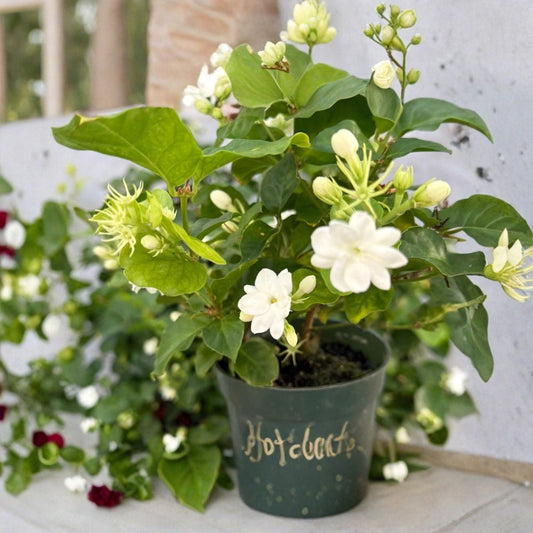 2 Live Maid of Orleans Jasmine Plants – Jasminum sambac | 4 Inch Pots | Fragrant Double White Blooms | Arabian Jasmine Houseplant