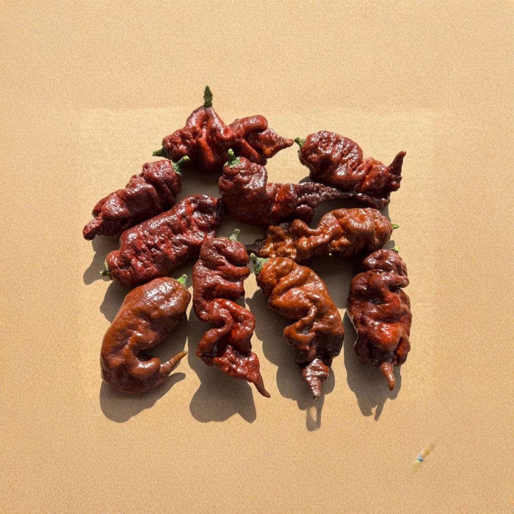 Chocolate Fatalii Hot Pepper Live Plants | Set of 3 | 75+ Day Old Starter Plants | Super Hot Chili Pepper | Easy to Grow
