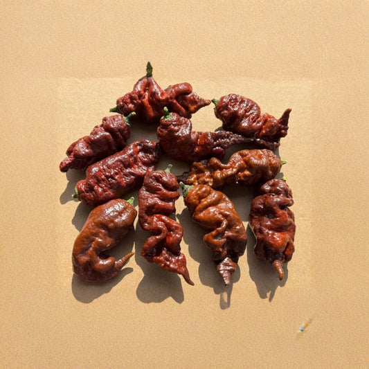 Chocolate Fatalii Hot Pepper Live Plants | Set of 3 | 75+ Day Old Starter Plants | Super Hot Chili Pepper | Easy to Grow