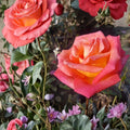 Mikado Hybrid Tea Rose – Rosa hybrida Live Plant | 5 Gallon Size | Scarlet Yellow Rose Bush | Includes Root Ball | Garden & Landscape Friendly | Easy to Grow
