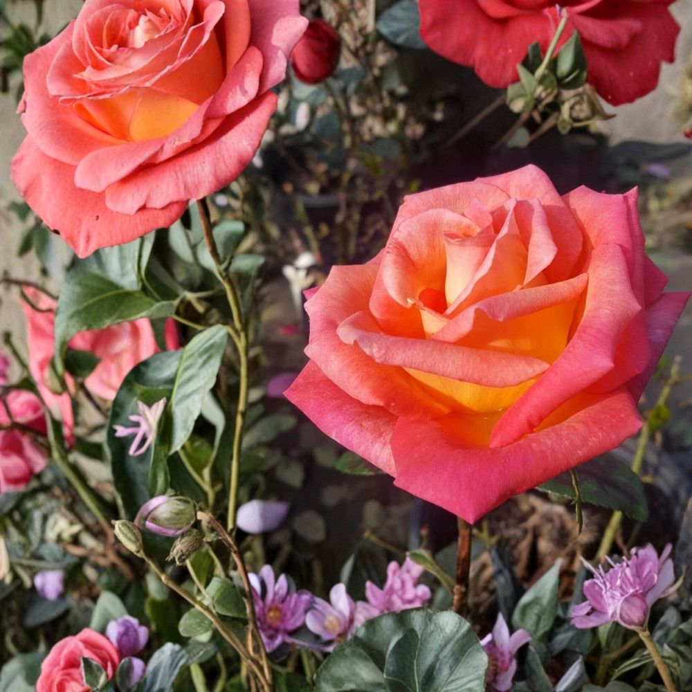 Mikado Hybrid Tea Rose – Rosa hybrida Live Plant | 5 Gallon Size | Scarlet Yellow Rose Bush | Includes Root Ball | Garden & Landscape Friendly | Easy to Grow