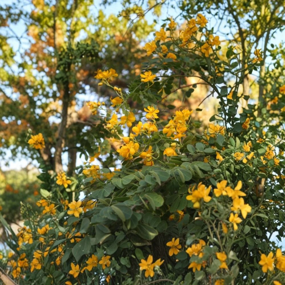 Live Cassia Butterfly Host Plant – 3–5 Inch Starter | Senna spp. | Butterfly Garden Plant | Pollinator-Friendly Plant | Ships Without Pot