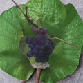 Saturn Blue Seedless Grape Vine – Vitis Live Plant | 1 Gallon Size | Self-Fertile Blue Grapes | Large Seedless Fruit | Easy to Grow