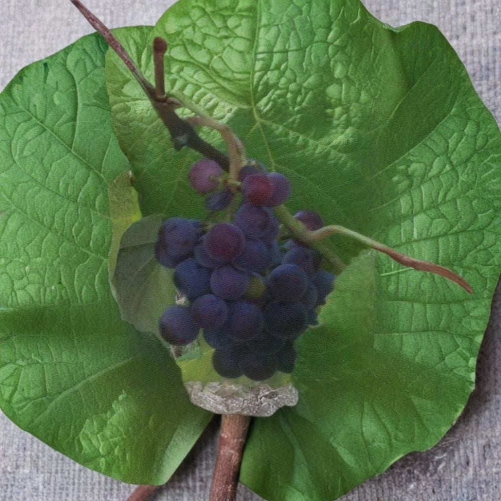 Saturn Blue Seedless Grape Vine – Vitis Live Plant | 1 Gallon Size | Self-Fertile Blue Grapes | Large Seedless Fruit | Easy to Grow