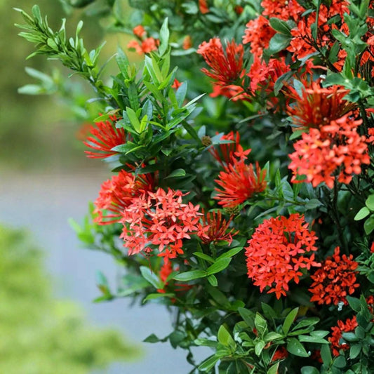Red Ixora Live Plant – Ixora coccinea | 4–6 Inches Tall | Ships Bare Root (No Pot) | Tropical Flowering Shrub | Easy to Grow