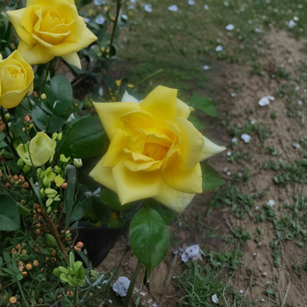 Oregold Grandiflora Rose – Live Yellow Rose Bush | 3 Gallon Plant | Bright Golden Blooms | Hardy Landscape Rose | Ready to Plant