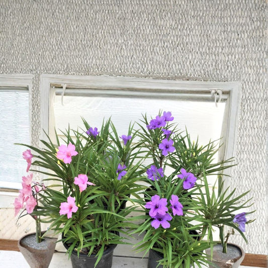5 Live Dwarf Ruellia Plants – 2 Purple & 3 Pink Flowers | Long Rooted Starter Plants | Ships Bare Root | Hardy Perennial | Easy to Grow
