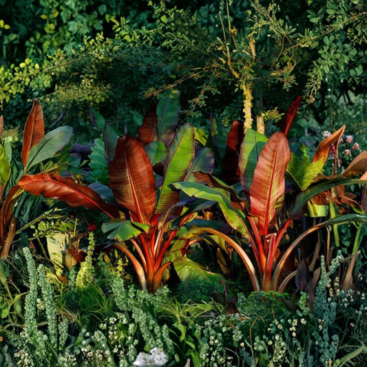 Red Abyssinian Banana Live Plant – Ensete ventricosum ‘Maurelii’ | 3–8 Inch | 3-Inch Pot | Red Green Tropical Foliage | Ornamental Banana
