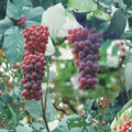 Red Flame Seedless Grape Vine – Vitis vinifera Live Plant | 3 Gallon Size | Sweet Red Seedless Grapes | Self-Fertile Fruit Vine | Easy to Grow