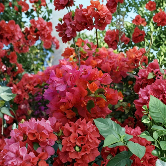 Rosenka Bougainvillea Live Plant – Well-Rooted Starter | Tropical Flowering Vine | 3 Inch Pot | Pink Bougainvillea