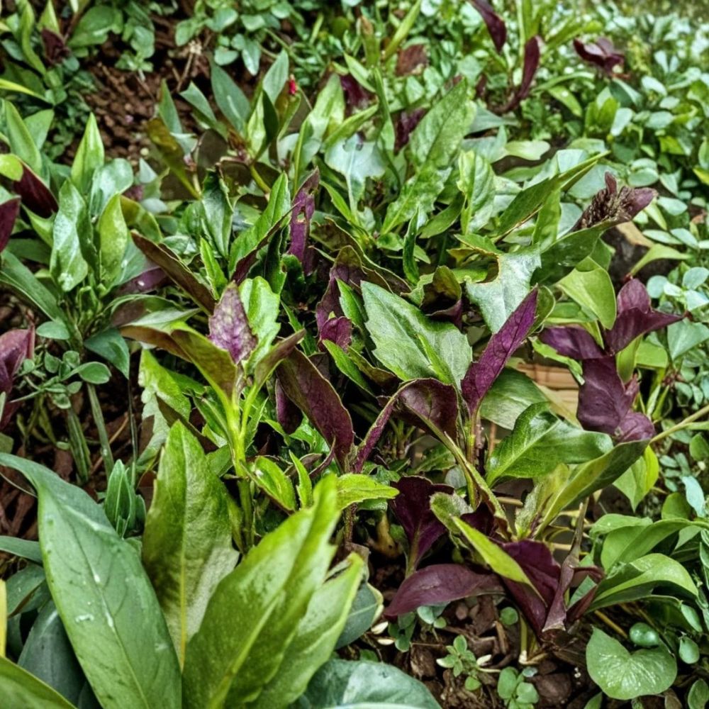 2 Live Okinawa Spinach Plants – 4–6 Inch | Gynura bicolor | Edible Leafy Vegetable | Purple-Green Foliage | Ships Without Pot