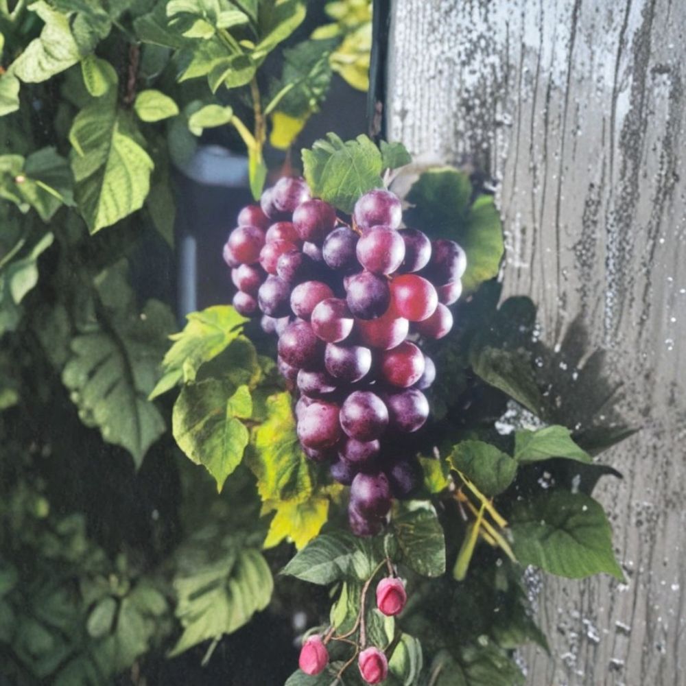 Black Beauty Muscadine Grape – Vitis rotundifolia Live Vine Plant | 1 Gallon Size | Black Sweet Grapes | Includes Root Ball | Vineyard & Garden Friendly | Easy to Grow