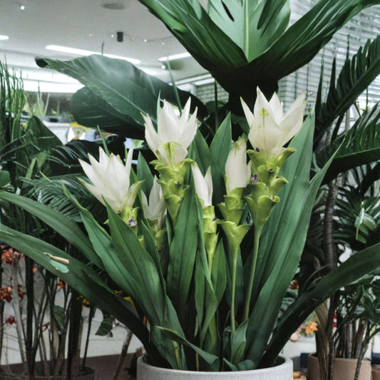 Siam Sisco Curcuma – Curcuma Live Plant | 4-Inch Starter Plant | Ships Without Pot | Tropical Ornamental Ginger | Shade Garden & Container Plant