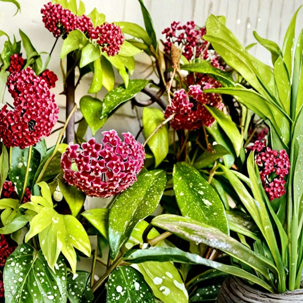 Hoya Publicalyx Live Plant – 4 Inch Size | Ships Bare Root (No Pot) | Trailing Houseplant | Easy Care Indoor Plant