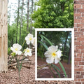 White Oleander – Nerium oleander Live Plant | 2 Gallon Size | White Flowering Shrub | Drought Tolerant Landscape Plant | Easy to Grow
