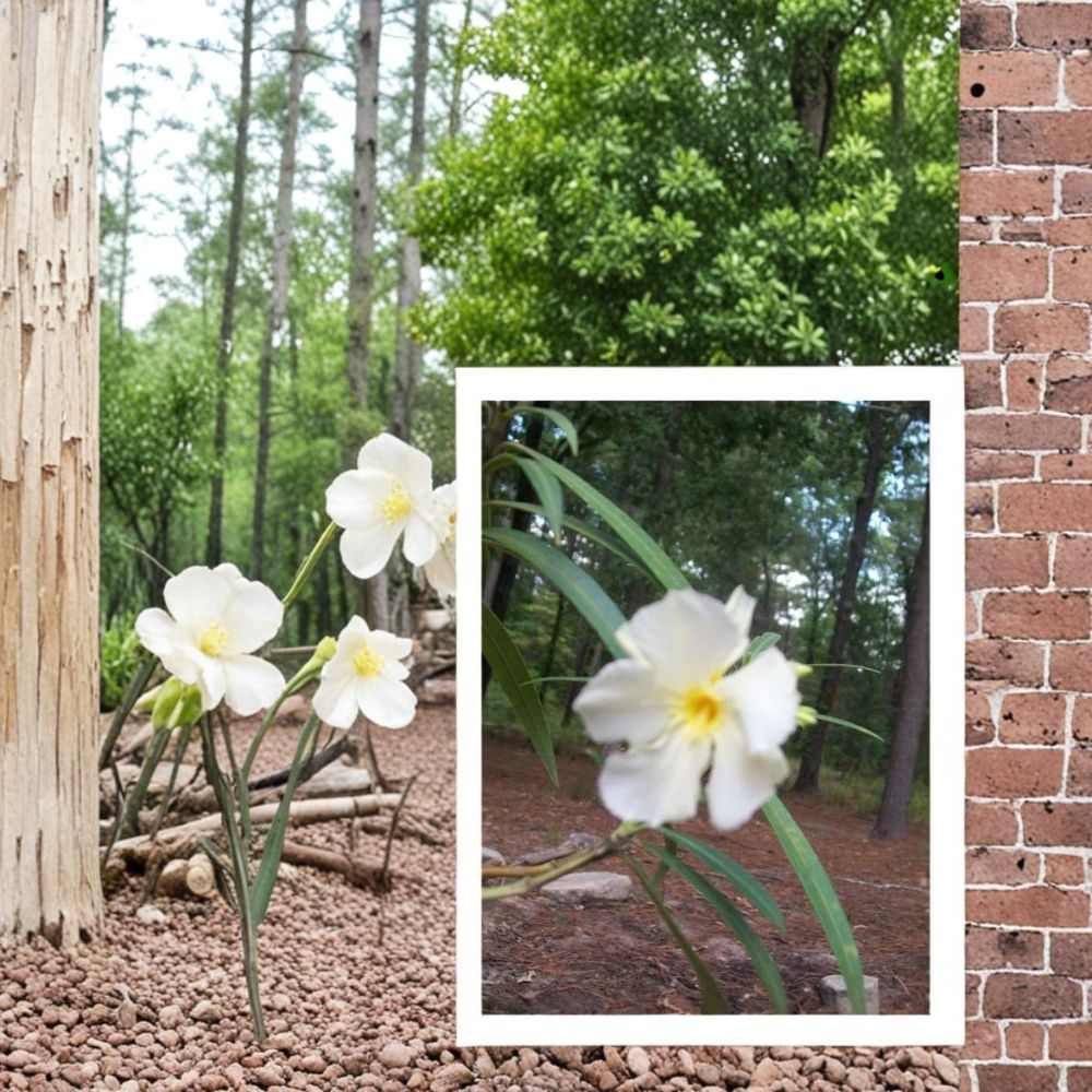 White Oleander – Nerium oleander Live Plant | 2 Gallon Size | White Flowering Shrub | Drought Tolerant Landscape Plant | Easy to Grow