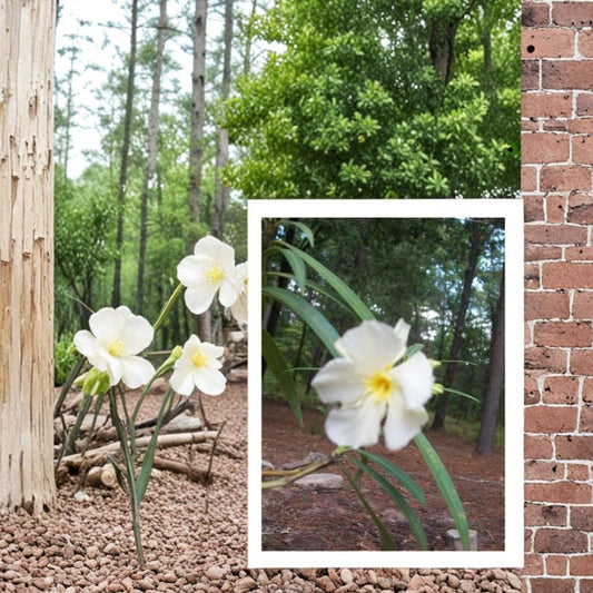 White Oleander – Nerium oleander Live Plant | 2 Gallon Size | White Flowering Shrub | Drought Tolerant Landscape Plant | Easy to Grow