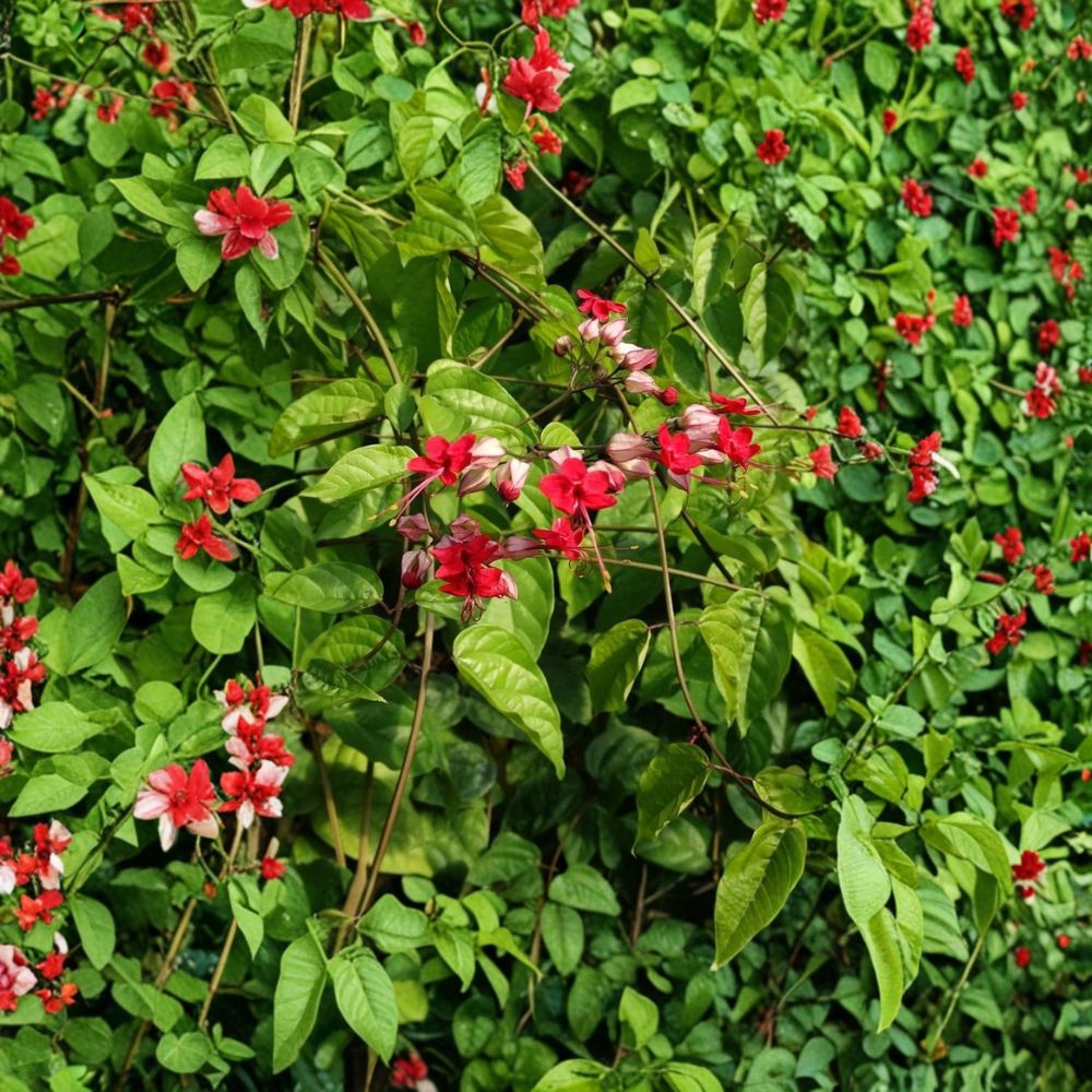 Red Bleeding Heart Vine Live Plant | Potted Flowering Vine | Exotic Red Blooms | Climbing Ornamental Plant | Easy to Grow