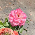Nichole Floribunda Rose – Rosa hybrida Live Plant | 2 Gallon Size | White Pink Everblooming Rose Bush | Includes Root Ball | Garden & Landscape Friendly | Easy to Grow