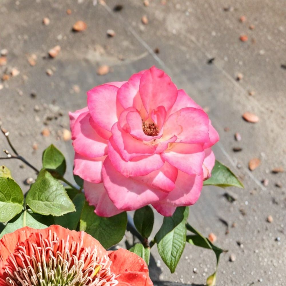 Nichole Floribunda Rose – Rosa hybrida Live Plant | 2 Gallon Size | White Pink Everblooming Rose Bush | Includes Root Ball | Garden & Landscape Friendly | Easy to Grow