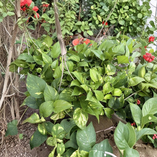 Golden Pothos Live Plant | 5 Rooted Cuttings | Epipremnum aureum | Easy-Care Climbing Houseplant | Indoor Vine | Air Purifying Plant