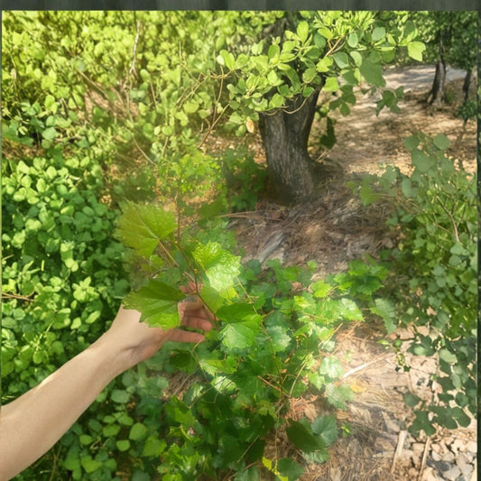 4 Live Muscadine Grape Vines – Bare Root Yearling Plants | Hardy Climbing Fruit Vines | USDA Zones 6–11 | Garden & Trellis Ready