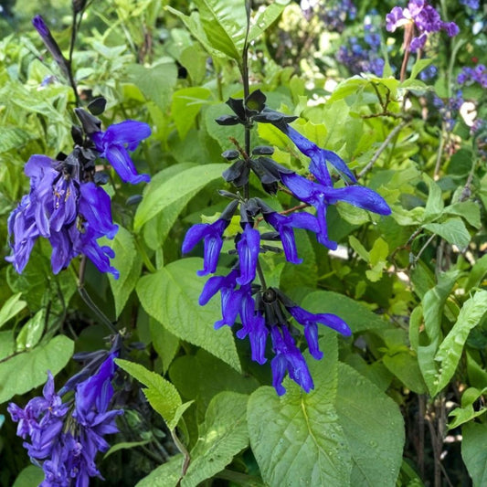 Salvia ‘Black and Blue’ Live Plant – 5–8 Inches Tall | Tender Perennial | Cobalt Blue & Black Flowers | Starter Plant | Pollinator Friendly