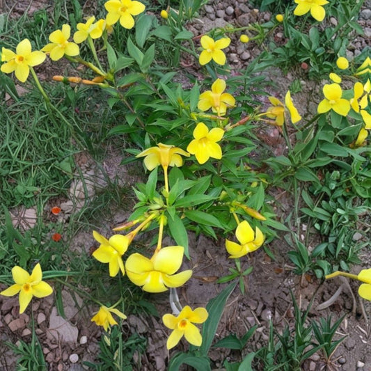 2 Live Dwarf Allamanda Plants – 4–6 Inch Starter Plants | Yellow Trumpet Flowers | Tropical Flowering Shrub | No Pot