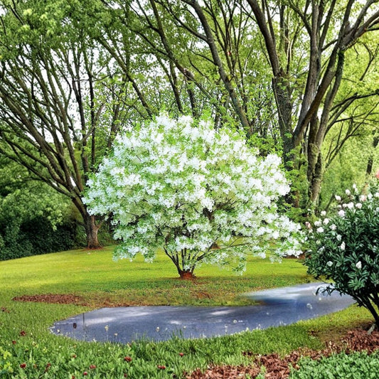 White Fringe Live Plant | 6–12 Inches Tall | 1 Quart Pot | Ornamental Tropical Plant | Garden & Container Friendly | Zones 6–9