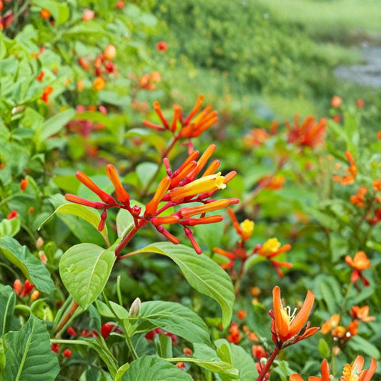 2 Live Dwarf Hamelia Plants – 4–6 Inches Tall | Bright Orange Flowers | Ships Bare Root | Hummingbird Friendly | Tropical Shrub
