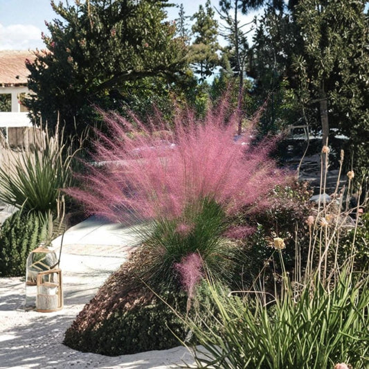 Pink Muhly Grass – Muhlenbergia capillaris Live Plant | 6–12 Inches Tall | Ornamental Grass Starter | Pink Feathery Plumes | Drought Tolerant | Ships in Pot