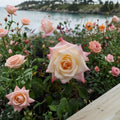 Peace Rose – Rosa Live Plant | 2 Gallon Size | Yellow Blend Hybrid Tea Rose | Award-Winning Garden Rose | Easy to Grow