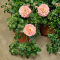 Peach Drift Rose – Live Groundcover Rose Bush | 3 Gallon Plant | Peach Blooms | Low Growing Landscape Rose | Easy Care Flowering Shrub