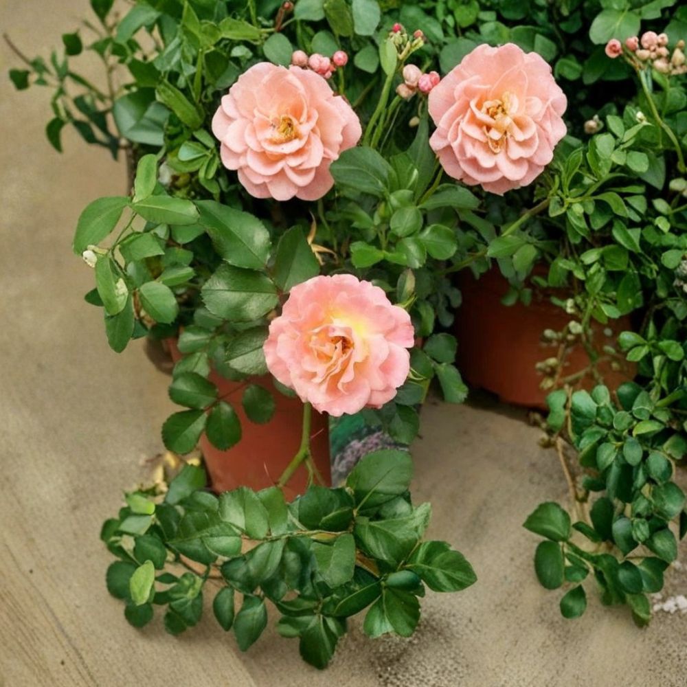 Peach Drift Rose – Live Groundcover Rose Bush | 3 Gallon Plant | Peach Blooms | Low Growing Landscape Rose | Easy Care Flowering Shrub