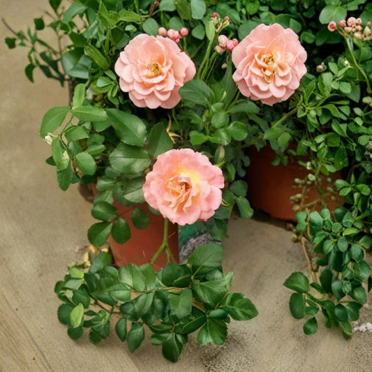 Peach Drift Rose – Live Groundcover Rose Bush | 3 Gallon Plant | Peach Blooms | Low Growing Landscape Rose | Easy Care Flowering Shrub