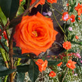 Marina Floribunda Rose – Rosa hybrida Live Plant | 5 Gallon Size | Salmon Orange Everblooming Rose Bush | Includes Root Ball | Garden & Landscape Friendly | Easy to Grow