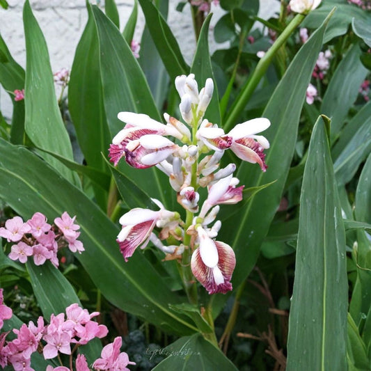 Set of 3 Thai Ginger Live Plants – Alpinia galanga | 3–5 Inches Tall | Ships Bare Root (No Pot) | Culinary Galangal | Tropical Herb