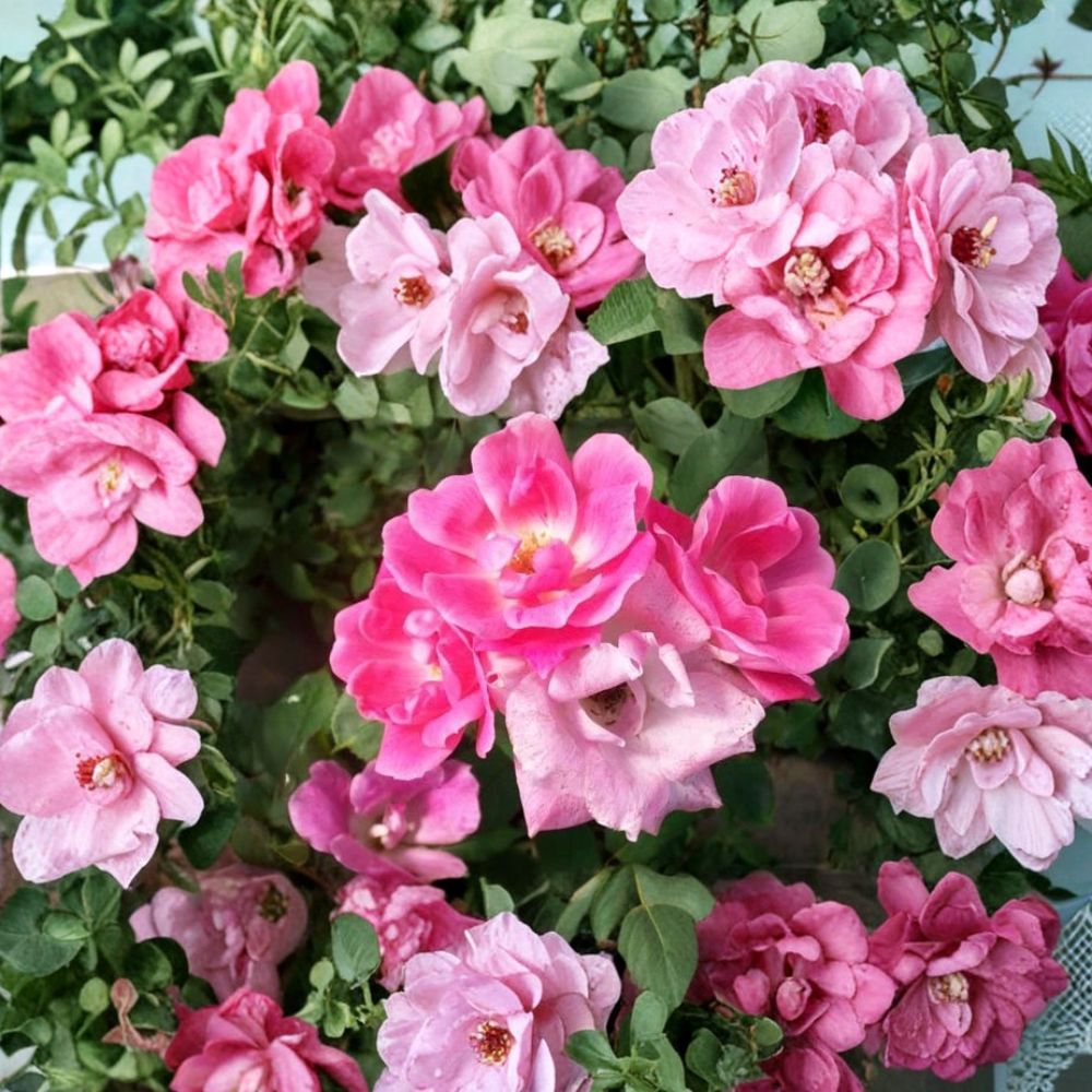 Pink Knock Out® Rose – Rosa hybrida Live Plant | 2 Gallon Size | Medium Pink Flowering Shrub | Includes Root Ball | Disease Resistant Landscape Rose | Easy to Grow