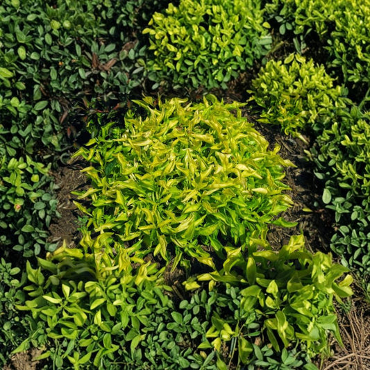 2 Live Chartreuse Alternanthera Plants – 4–6 Inches Tall | Ships Bare Root | Bright Lime Green Foliage | Tropical Ground Cover