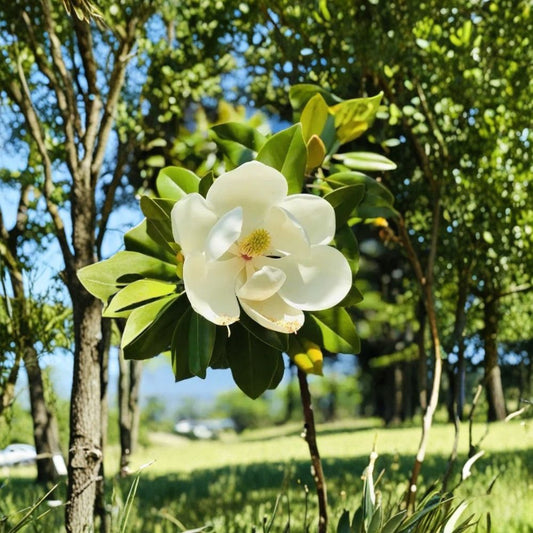 Southern Magnolia Live Plant – Magnolia grandiflora | Fragrant White Flowering Evergreen Tree | Full Sun to Part Shade | Garden Gift