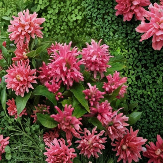 Pink Flamingo Justicia – Justicia carnea Live Plant | Brazilian Plume Flower | Well-Rooted Starter Plant | Ships in Pot | Hummingbird & Butterfly Friendly