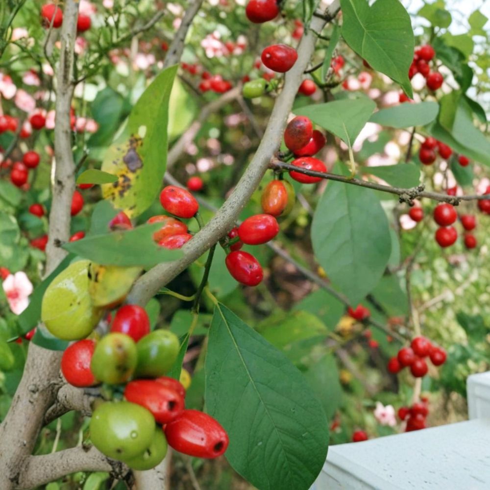 Live Spicebush Plant | Lindera benzoin | 6 Inch Tall | 4 Inch Pot | Native Deciduous Shrub